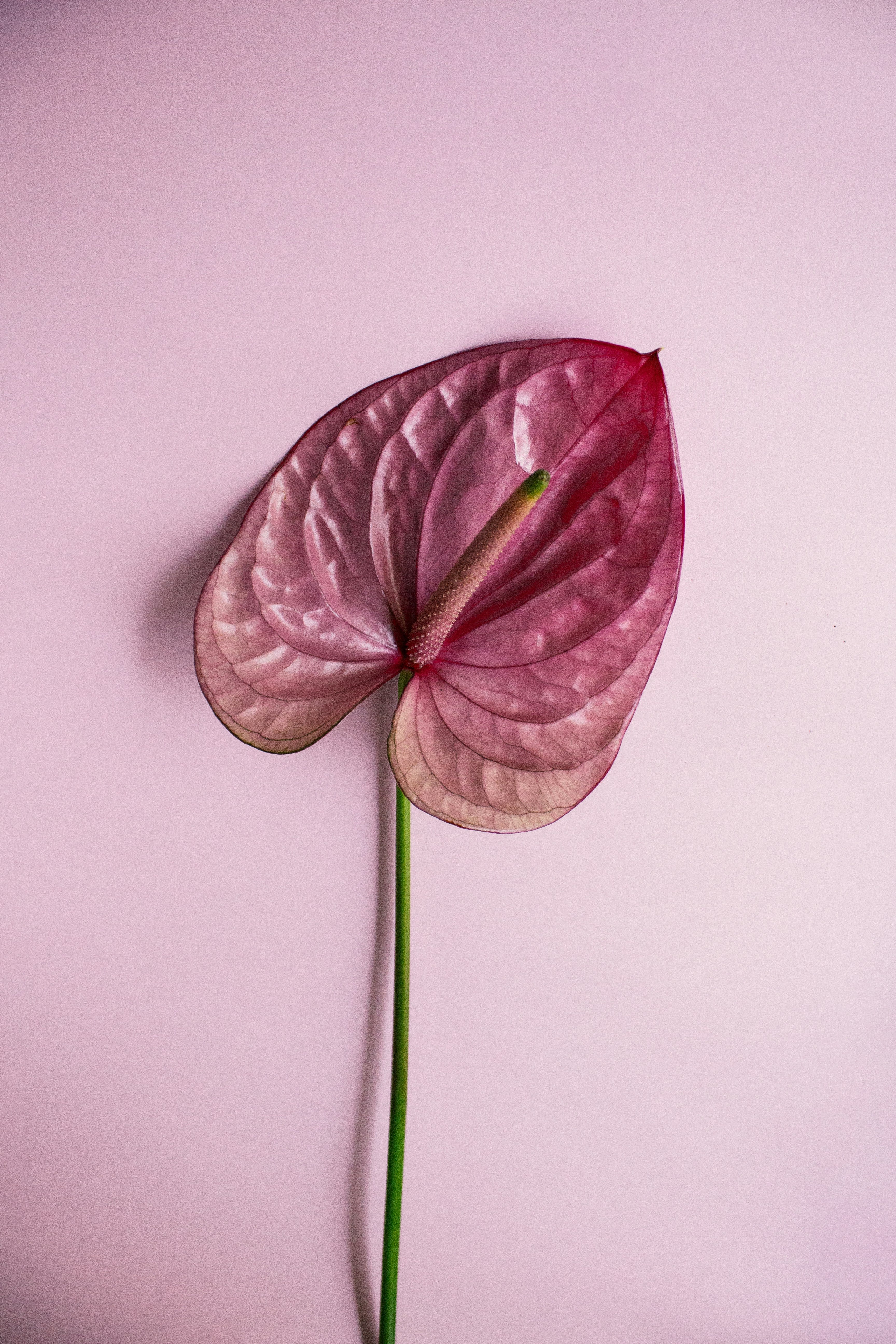 Single stem anthurium. Unsplash photo credit to Kristina Skoreva