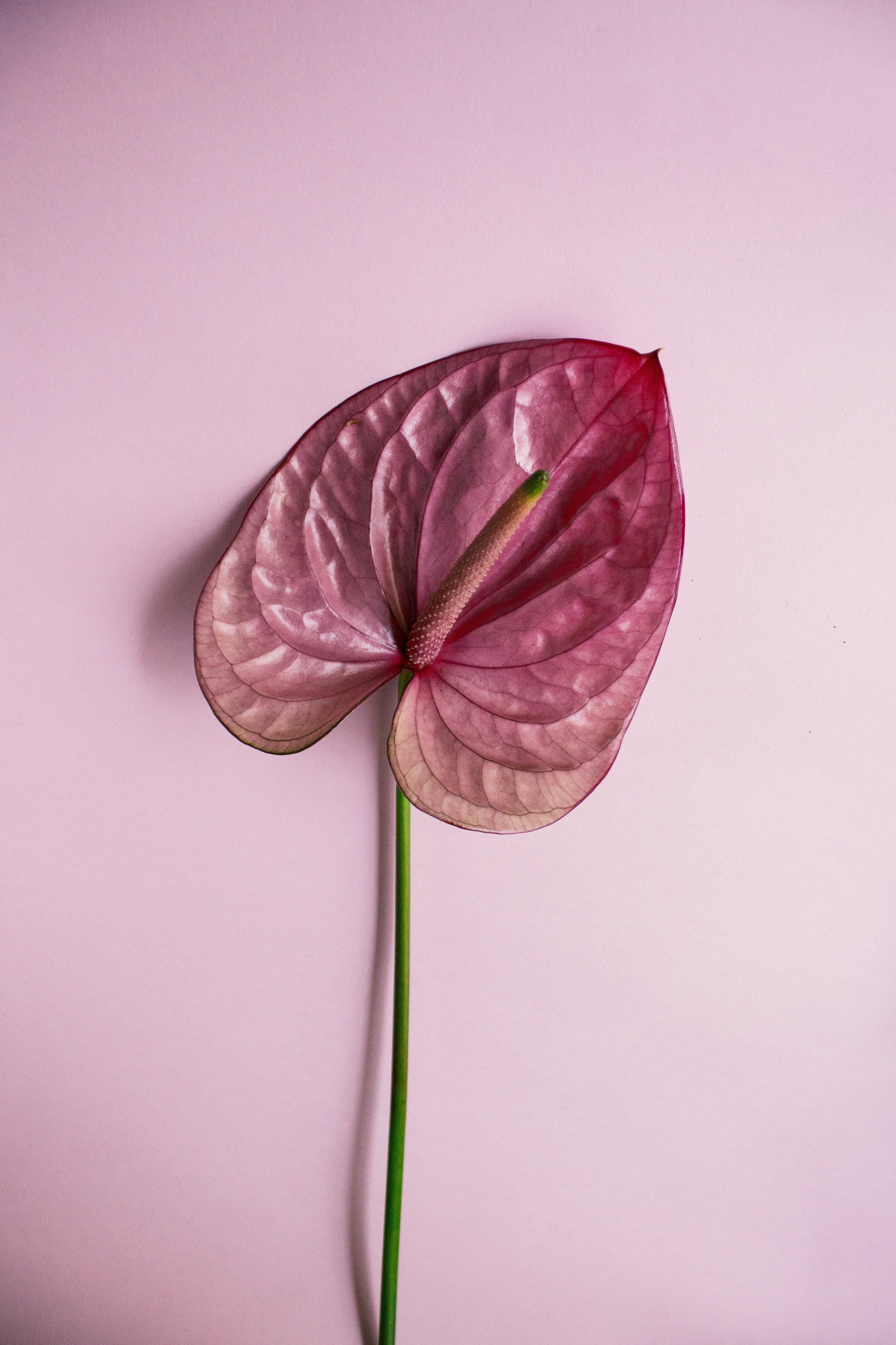 Single stem of pink Anthurium