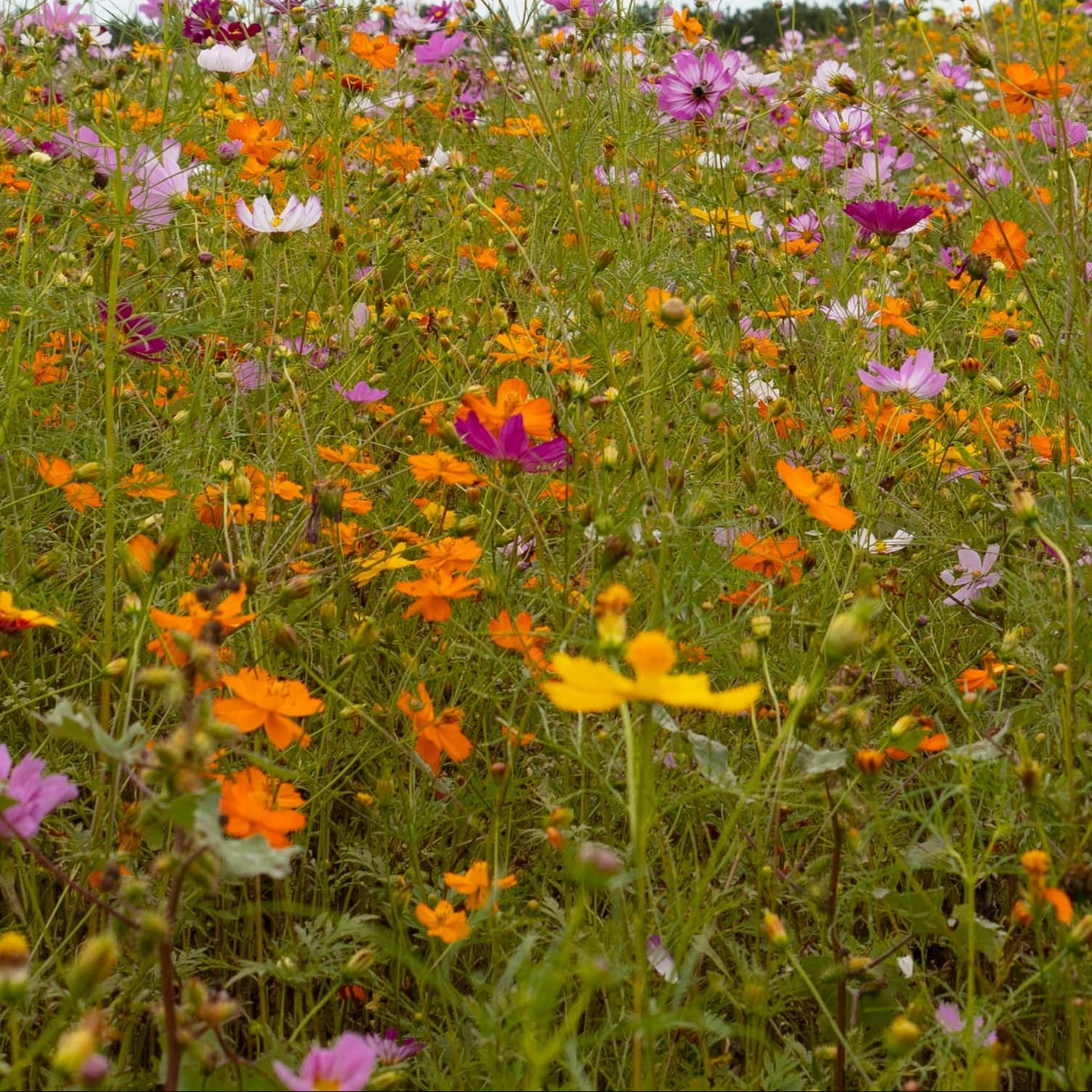 Colorful wildflower field