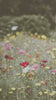 Wildflowers swaying in the wind.
