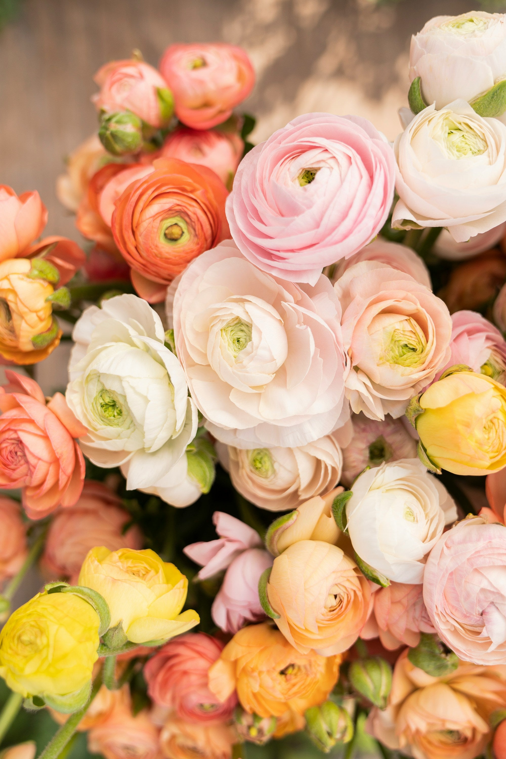 Ranunculus in shades of orange, pink white and yellow - credit to Zoe Richardson